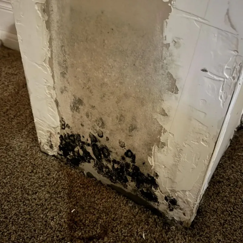 Professional Mold Removal in Heavener, OK